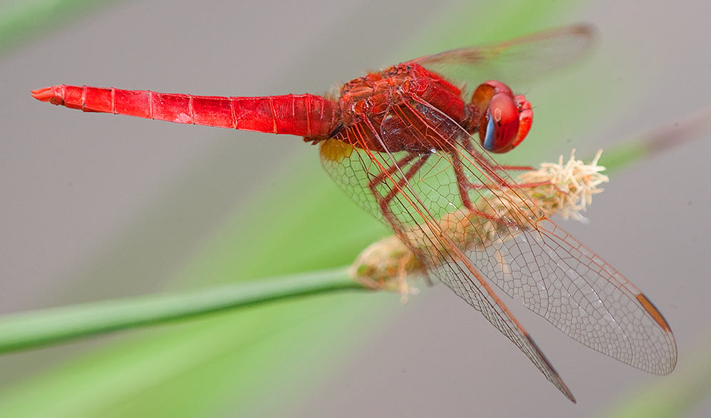 Crocothemis erythraea